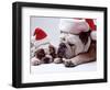 Bulldog Santas-Larry Williams-Framed Photographic Print