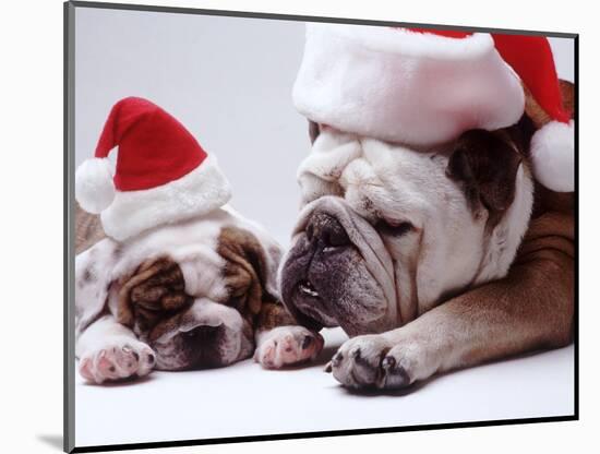 Bulldog Santas-Larry Williams-Mounted Photographic Print