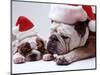 Bulldog Santas-Larry Williams-Mounted Photographic Print