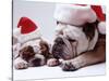 Bulldog Santas-Larry Williams-Stretched Canvas
