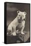 Bulldog Sitting on a Table and Smoking a Pipe-null-Framed Stretched Canvas