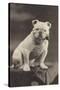 Bulldog Sitting on a Table and Smoking a Pipe-null-Stretched Canvas