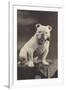 Bulldog Sitting on a Table and Smoking a Pipe-null-Framed Photographic Print