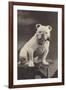 Bulldog Sitting on a Table and Smoking a Pipe-null-Framed Photographic Print