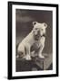 Bulldog Sitting on a Table and Smoking a Pipe-null-Framed Photographic Print