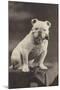 Bulldog Sitting on a Table and Smoking a Pipe-null-Mounted Photographic Print