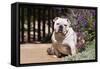 Bulldog Sitting on Garden Pathway-Zandria Muench Beraldo-Framed Stretched Canvas