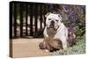 Bulldog Sitting on Garden Pathway-Zandria Muench Beraldo-Stretched Canvas
