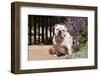 Bulldog Sitting on Garden Pathway-Zandria Muench Beraldo-Framed Photographic Print