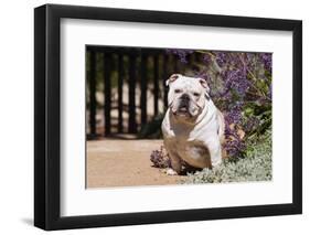 Bulldog Sitting on Garden Pathway-Zandria Muench Beraldo-Framed Photographic Print