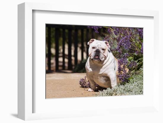 Bulldog Sitting on Garden Pathway-Zandria Muench Beraldo-Framed Photographic Print