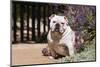 Bulldog Sitting on Garden Pathway-Zandria Muench Beraldo-Mounted Photographic Print