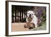 Bulldog Sitting on Garden Pathway-Zandria Muench Beraldo-Framed Photographic Print