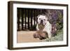 Bulldog Sitting on Garden Pathway-Zandria Muench Beraldo-Framed Photographic Print