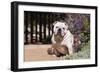 Bulldog Sitting on Garden Pathway-Zandria Muench Beraldo-Framed Photographic Print