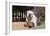 Bulldog Sitting on Garden Pathway-Zandria Muench Beraldo-Framed Photographic Print