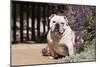 Bulldog Sitting on Garden Pathway-Zandria Muench Beraldo-Mounted Photographic Print