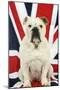 Bulldog Sitting on Union Jack Flag-null-Mounted Photographic Print