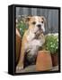 Bulldog Sitting with Flower Pots-null-Framed Stretched Canvas