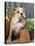 Bulldog Sitting with Flower Pots-null-Stretched Canvas