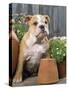 Bulldog Sitting with Flower Pots-null-Stretched Canvas