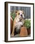 Bulldog Sitting with Flower Pots-null-Framed Photographic Print