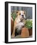 Bulldog Sitting with Flower Pots-null-Framed Photographic Print