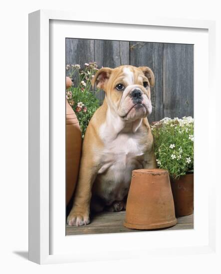 Bulldog Sitting with Flower Pots-null-Framed Photographic Print