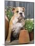 Bulldog Sitting with Flower Pots-null-Mounted Photographic Print