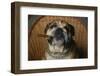 Bulldog Smoking Cigar in Chair-DLILLC-Framed Photographic Print