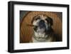 Bulldog Smoking Cigar in Chair-DLILLC-Framed Photographic Print