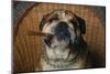 Bulldog Smoking Cigar in Chair-DLILLC-Mounted Photographic Print