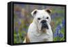 Bulldog Standing in Bluebells (Head Shot)-null-Framed Stretched Canvas