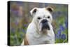 Bulldog Standing in Bluebells (Head Shot)-null-Stretched Canvas