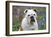 Bulldog Standing in Bluebells (Head Shot)-null-Framed Photographic Print