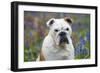 Bulldog Standing in Bluebells (Head Shot)-null-Framed Photographic Print