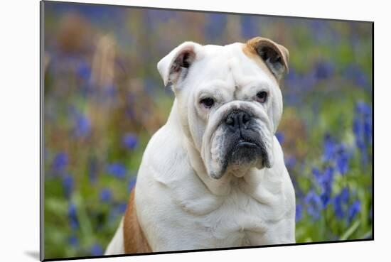 Bulldog Standing in Bluebells (Head Shot)-null-Mounted Photographic Print