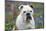 Bulldog Standing in Bluebells (Head Shot)-null-Mounted Photographic Print