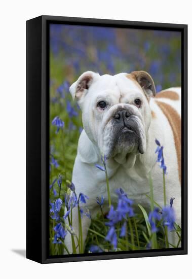Bulldog Standing in Bluebells-null-Framed Stretched Canvas