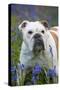 Bulldog Standing in Bluebells-null-Stretched Canvas
