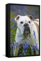 Bulldog Standing in Bluebells-null-Framed Stretched Canvas