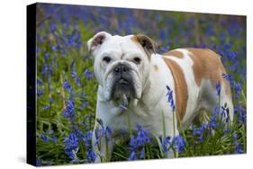 Bulldog Standing in Bluebells-null-Stretched Canvas