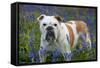 Bulldog Standing in Bluebells-null-Framed Stretched Canvas
