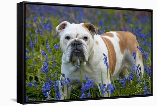 Bulldog Standing in Bluebells-null-Framed Stretched Canvas