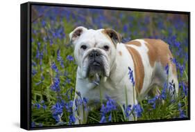 Bulldog Standing in Bluebells-null-Framed Stretched Canvas