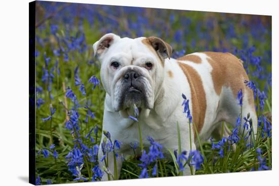 Bulldog Standing in Bluebells-null-Stretched Canvas