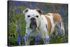 Bulldog Standing in Bluebells-null-Stretched Canvas