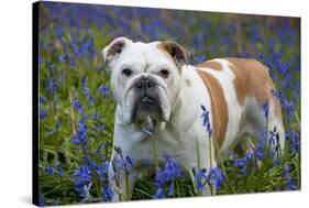 Bulldog Standing in Bluebells-null-Stretched Canvas