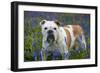 Bulldog Standing in Bluebells-null-Framed Premium Photographic Print