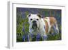 Bulldog Standing in Bluebells-null-Framed Premium Photographic Print